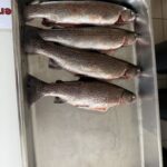 Fische 3