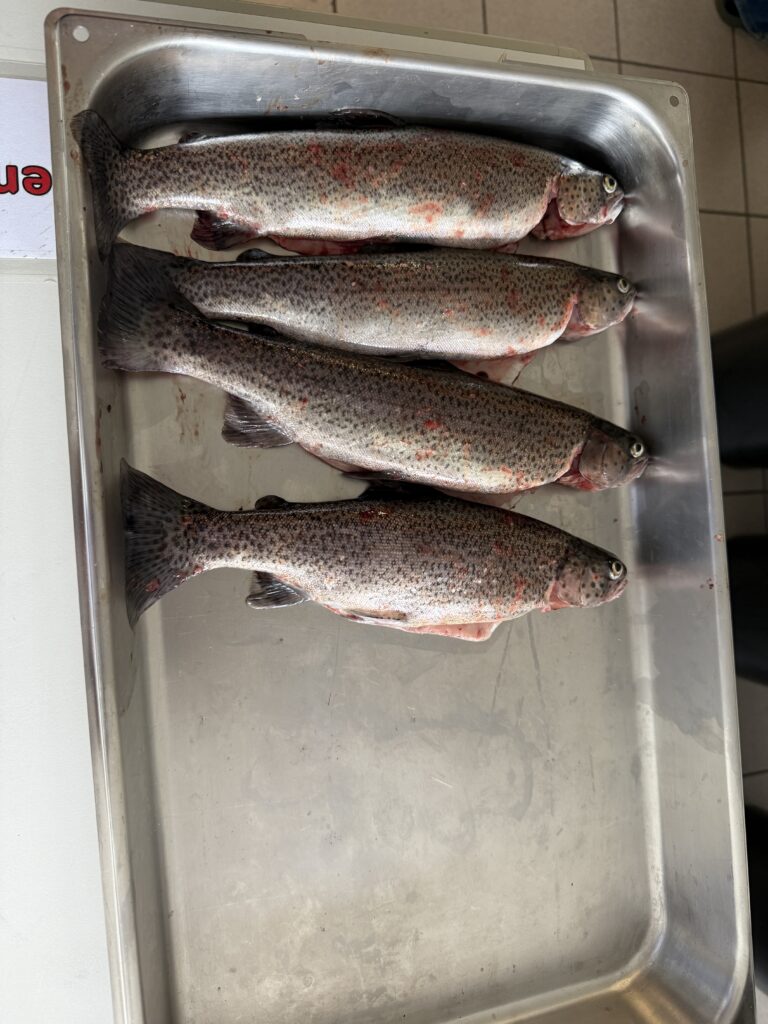 Fische 3